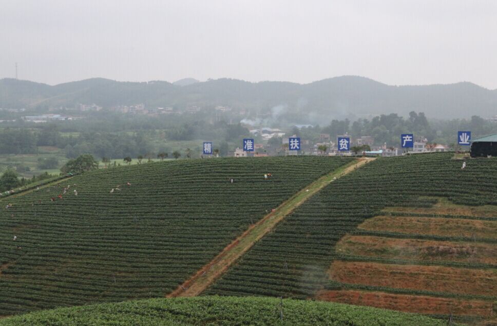 宜章和宜莽山红茶产业示范园